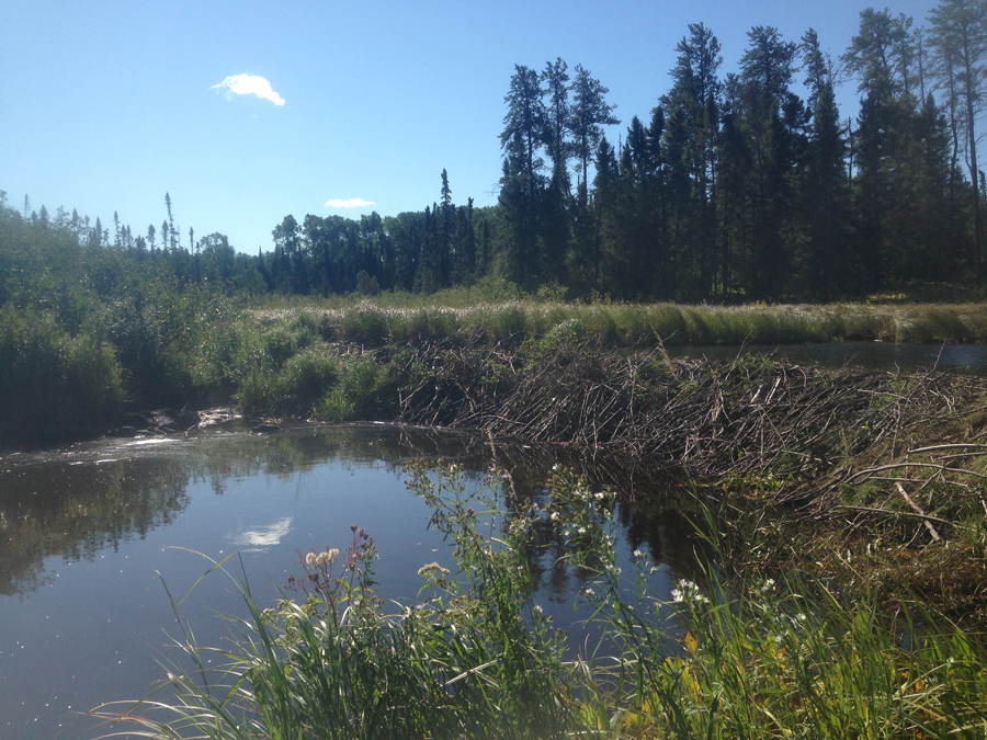 Large beaver dam on BWCA Stuart River